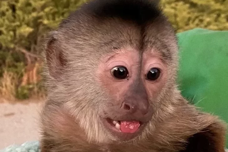 Insólito: un mono, el principal sospechoso de llamar al 911 desde un zoológico