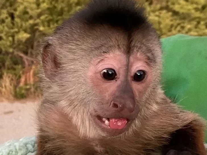 Insólito: un mono, el principal sospechoso de llamar al 911 desde un zoológico