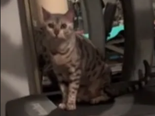 Gato fanático del fitness le ruega a su dueña que le encienda la caminadora para entrenar Gato fanático del fitness le ruega a su dueña que le encienda la caminadora para entrenar