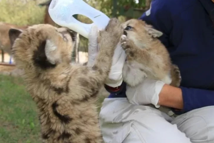 Ya buscan nombre para los pumitas del Faunístico: cómo participar