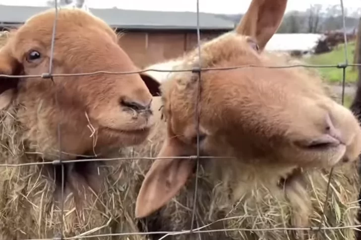 [VIDEO] Cientos de ovejas llaman a vacunarse contra el Covid-19