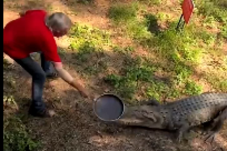 Un hombre se defendió del ataque de un cocodrilo… ¡a sartenazos!
