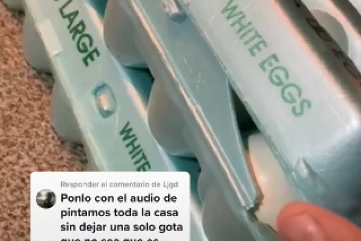 Abrió una caja de huevos y se ganó una mascota