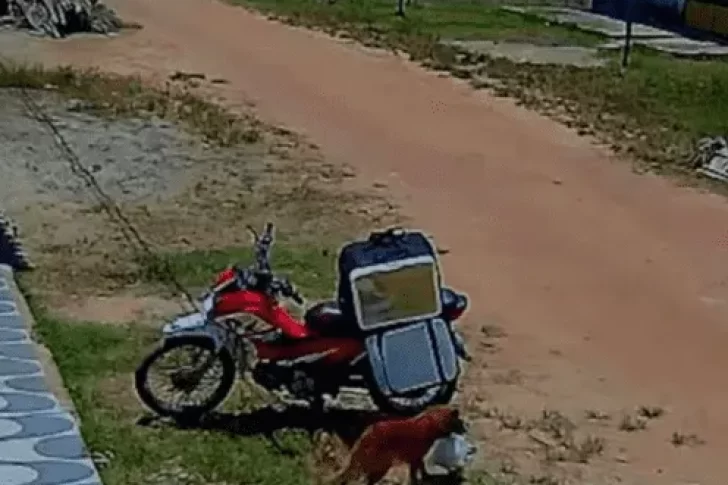 Un perro aprovechó distracción del delivery y se comió un pedido