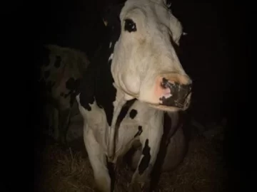 La película sobre explotación de animales que hace que el público abandone la sala La película sobre explotación de animales que hace que el público abandone la sala