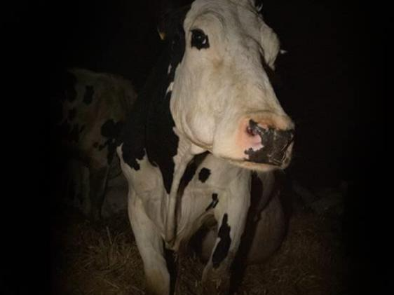 La película sobre explotación de animales que hace que el público abandone la sala La película sobre explotación de animales que hace que el público abandone la sala