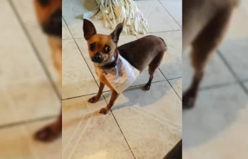 Increíble: entrenó a su perra para que haga las compras