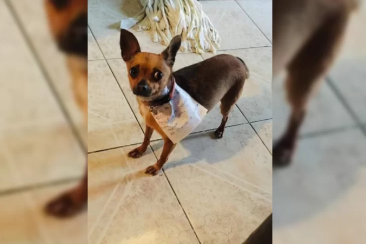 Increíble: entrenó a su perra para que haga las compras