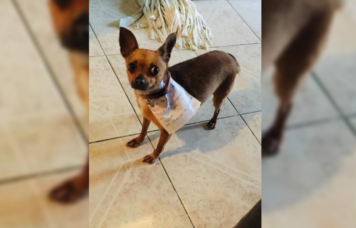 Increíble: entrenó a su perra para que haga las compras