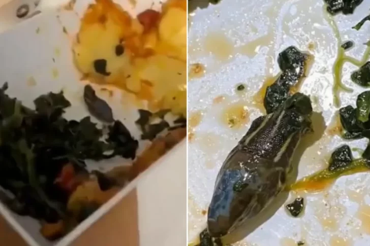 Encontró la cabeza de un animal en la ensalada que le sirvieron en el avión