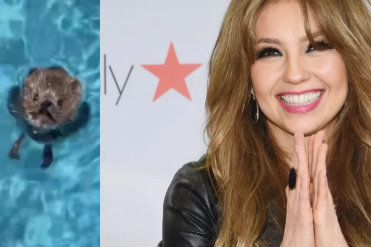Thalía salvó a una rata de morir ahogada en su pileta y no tardó en hacerse viral