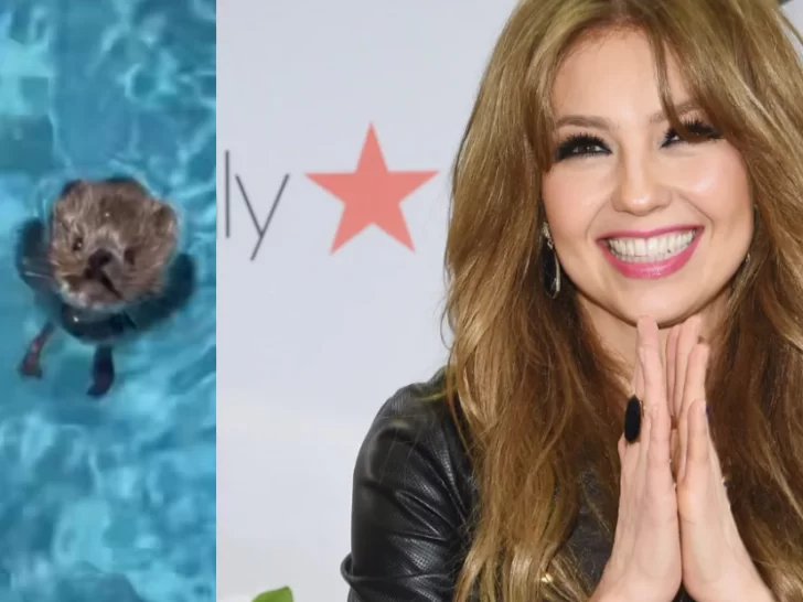 Thalía salvó a una rata de morir ahogada en su pileta y no tardó en hacerse viral Thalía salvó a una rata de morir ahogada en su pileta y no tardó en hacerse viral