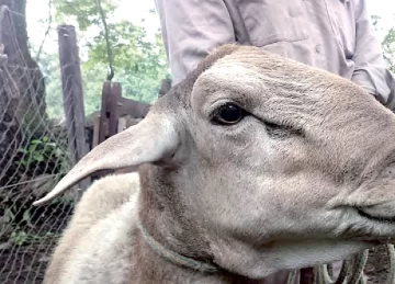 Evalúan la producción de razas deslanadas Evalúan la producción de razas deslanadas