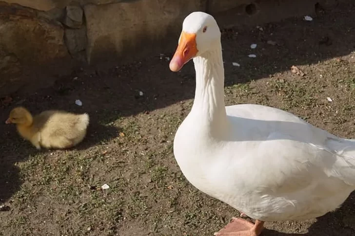 Axel, el ganso influencer que responde a su nombre