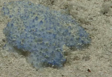 Hallan una extraña criatura de raro aspecto en el Caribe Hallan una extraña criatura de raro aspecto en el Caribe