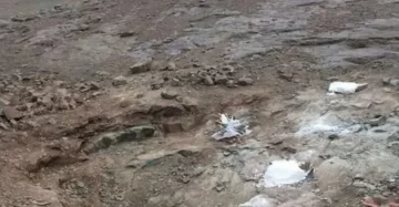 Hallaron restos fósiles de un dinosaurio megarraptor récord