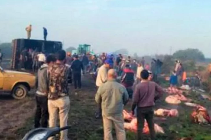 Volcó un camión con 50 vacas y vecinos las carnearon en el lugar
