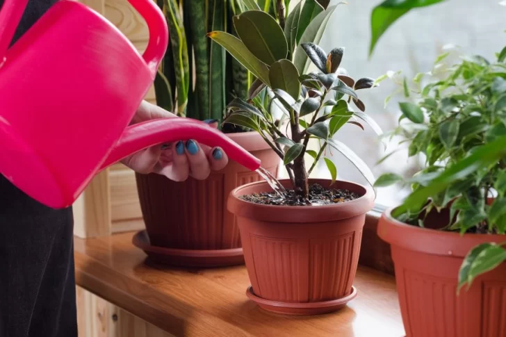El truco para regar las plantas de casa cuando estás de viaje