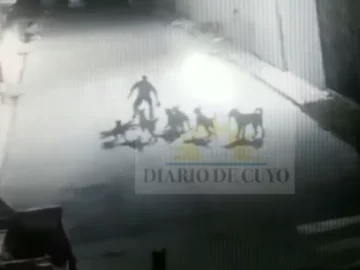 Se conoció un video del ataque de la jauría a un sereno en la planta de residuos Se conoció un video del ataque de la jauría a un sereno en la planta de residuos