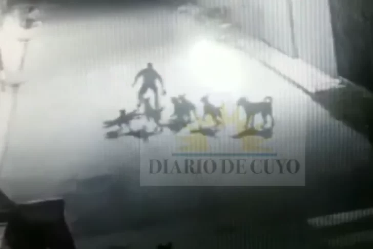 Se conoció un video del ataque de la jauría a un sereno en la planta de residuos