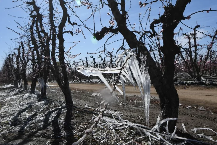 Mendoza anunciará la Emergencia Agrícola luego de las heladas tardías
