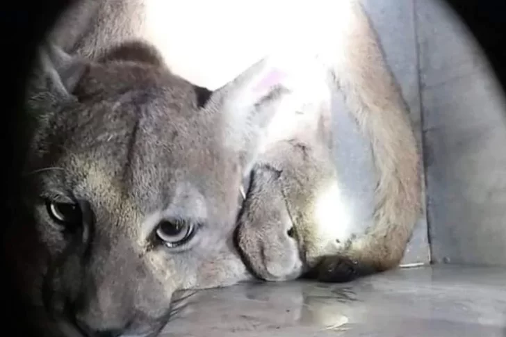 Un puma recorrió el túnel Cristo Redentor y tuvieron que sacarlo los operarios