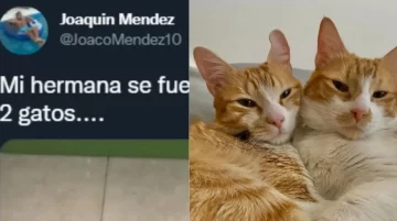 Las excéntricas indicaciones de una chica a su hermano encargado de cuidarle los gatitos