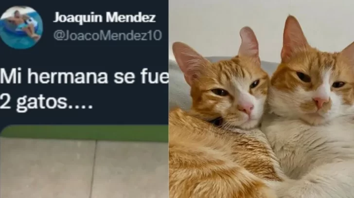 Las excéntricas indicaciones de una chica a su hermano encargado de cuidarle los gatitos