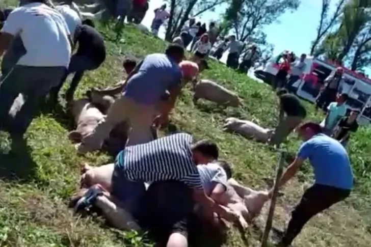 Volcó un camión cargado con cerdos vivos y los vecinos se los llevaron arrastrándolos