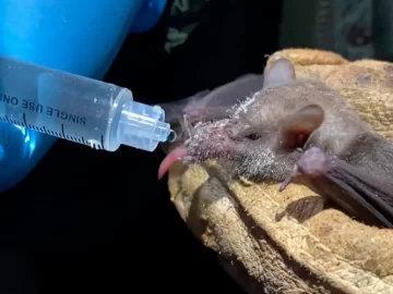 Descubrieron un virus similar al coronavirus en Rusia y preocupa a los expertos