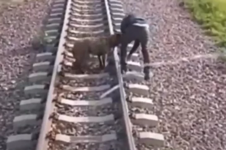 Dejaron atado a un perro en las vías del tren y el maquinista paró la formación para salvarlo