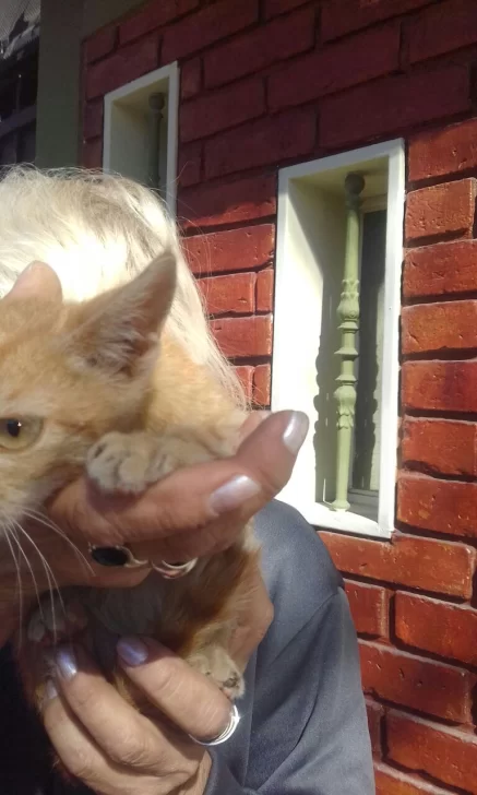 Tremendo despliegue para rescatar a un gatito que sobrevivió 4 días sobre un árbol Tremendo despliegue para rescatar a un gatito que sobrevivió 4 días sobre un árbol