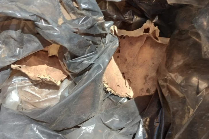 Aseguran que los restos óseos hallados tienen una antigüedad de cientos de años