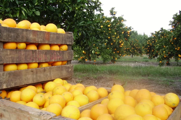 La Unión Europea cerró temporalmente su mercado a los cítricos argentinos