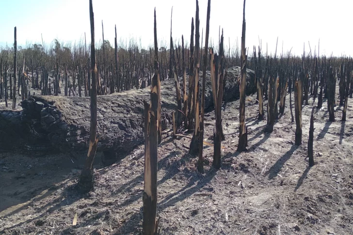 El desolador panorama del Parque Sarmiento luego del arrasador paso del fuego