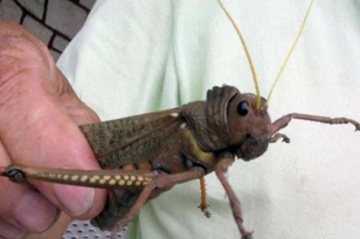 Por un insecto, el Senasa declaró alerta fitosanitaria en todo el país