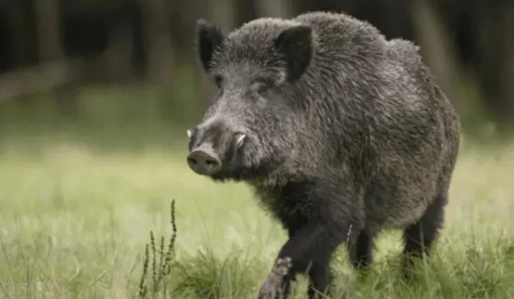 Un hombre murió al ser atacado por jabalí al que le acababa de pegar un tiro Un hombre murió al ser atacado por jabalí al que le acababa de pegar un tiro