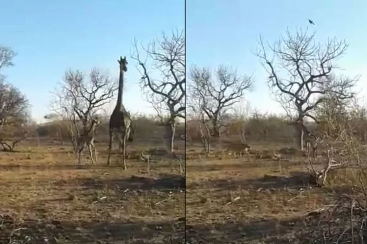 El valiente enfrentamiento de una jirafa con leonas para defender a su cría