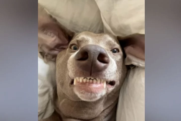 Un perro que duerme como humano causó furor en las redes