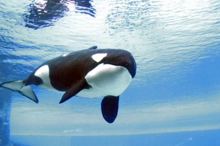 [VIDEO] Graban a la orca “más solitaria del mundo” golpeándose contra su estanque