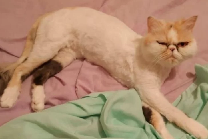 Su gata sobrevivió 46 minutos en el lavarropas: “No la vi”