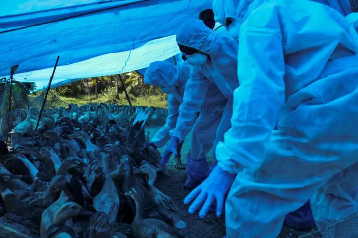 Gripe aviar: Francia sacrificó 16 millones de aves, récord desde el inicio de la epidemia