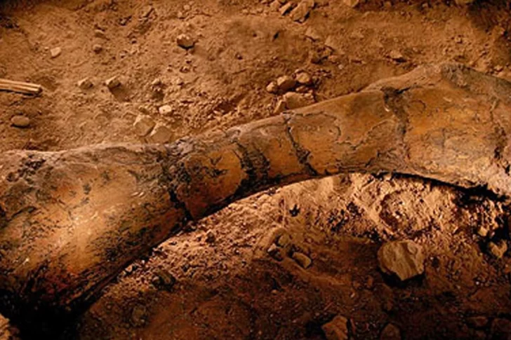Hallan fósiles de dinosaurios de más de 70 millones de años de antigüedad en La Rioja