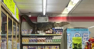 Un lagarto gigante entró en un supermercado y horrorizó a la gente Un lagarto gigante entró en un supermercado y horrorizó a la gente