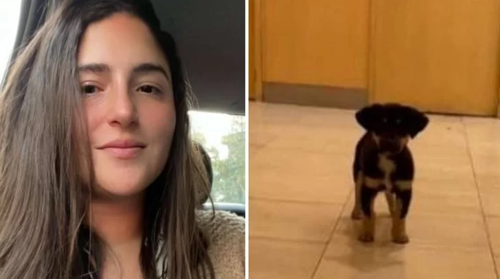 Una joven de Recoleta contó en Twitter que le robó un perrito a un indigente y la destrozaron Una joven de Recoleta contó en Twitter que le robó un perrito a un indigente y la destrozaron
