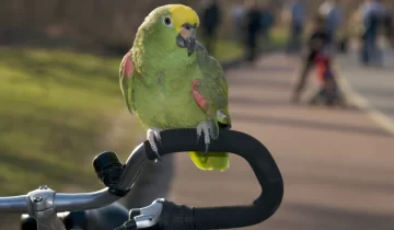 El loro que despierta pánico en deportistas esta vez noqueó a un ciclista El loro que despierta pánico en deportistas esta vez noqueó a un ciclista