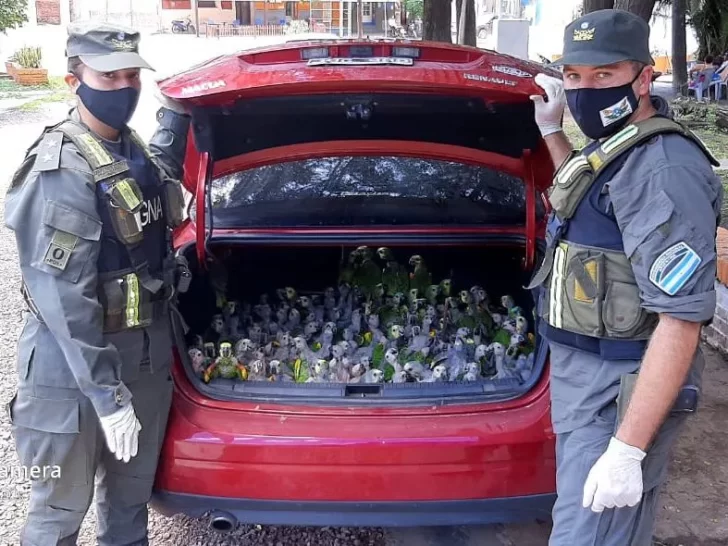 Metieron 216 loros en el baúl e intentaron ocultarlos subiendo el volumen del estéreo Metieron 216 loros en el baúl e intentaron ocultarlos subiendo el volumen del estéreo