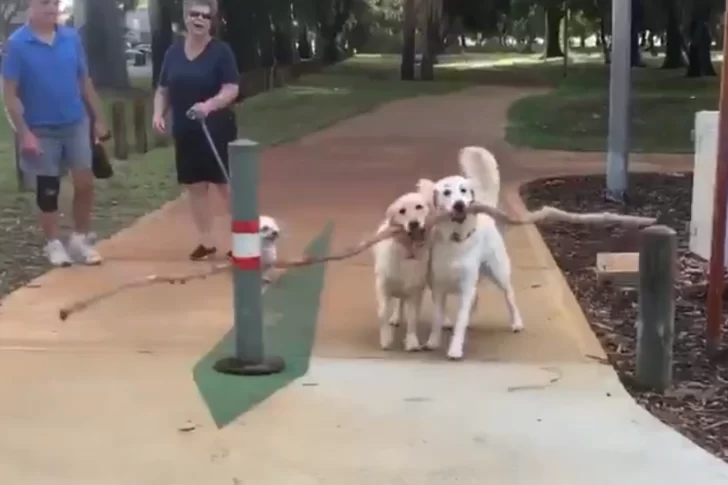 Dos perros con una gran rama protagonizaron un video que se volvió viral
