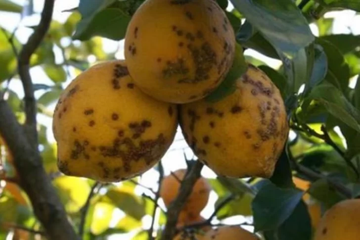 Por la “mancha negra”, suspenden la exportación de limones a Europa