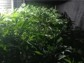 Hallan un sofisticado invernadero con marihuana en el fondo de su casa en Santa Lucía Hallan un sofisticado invernadero con marihuana en el fondo de su casa en Santa Lucía